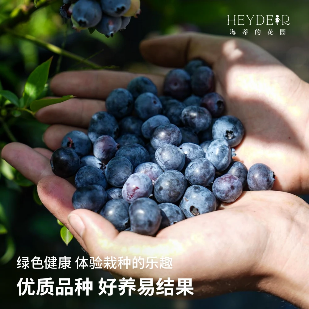 海蒂的花园蓝莓大果苗室外阳台庭院地栽盆栽多年生水果盆栽种植苗