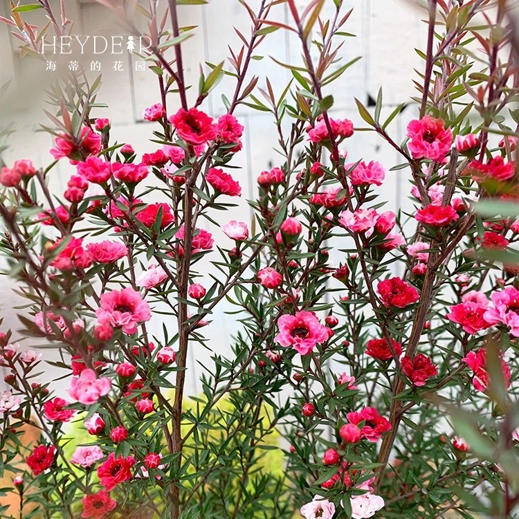 海蒂的花园山梅花松红梅多品花卉庭院露台易爆盆阳台植物盆栽苗