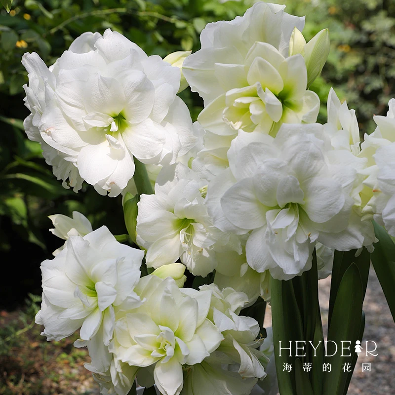 海蒂的花园朱顶红盆栽苗红色室内植物阳台易养开花盆观赏花卉进口