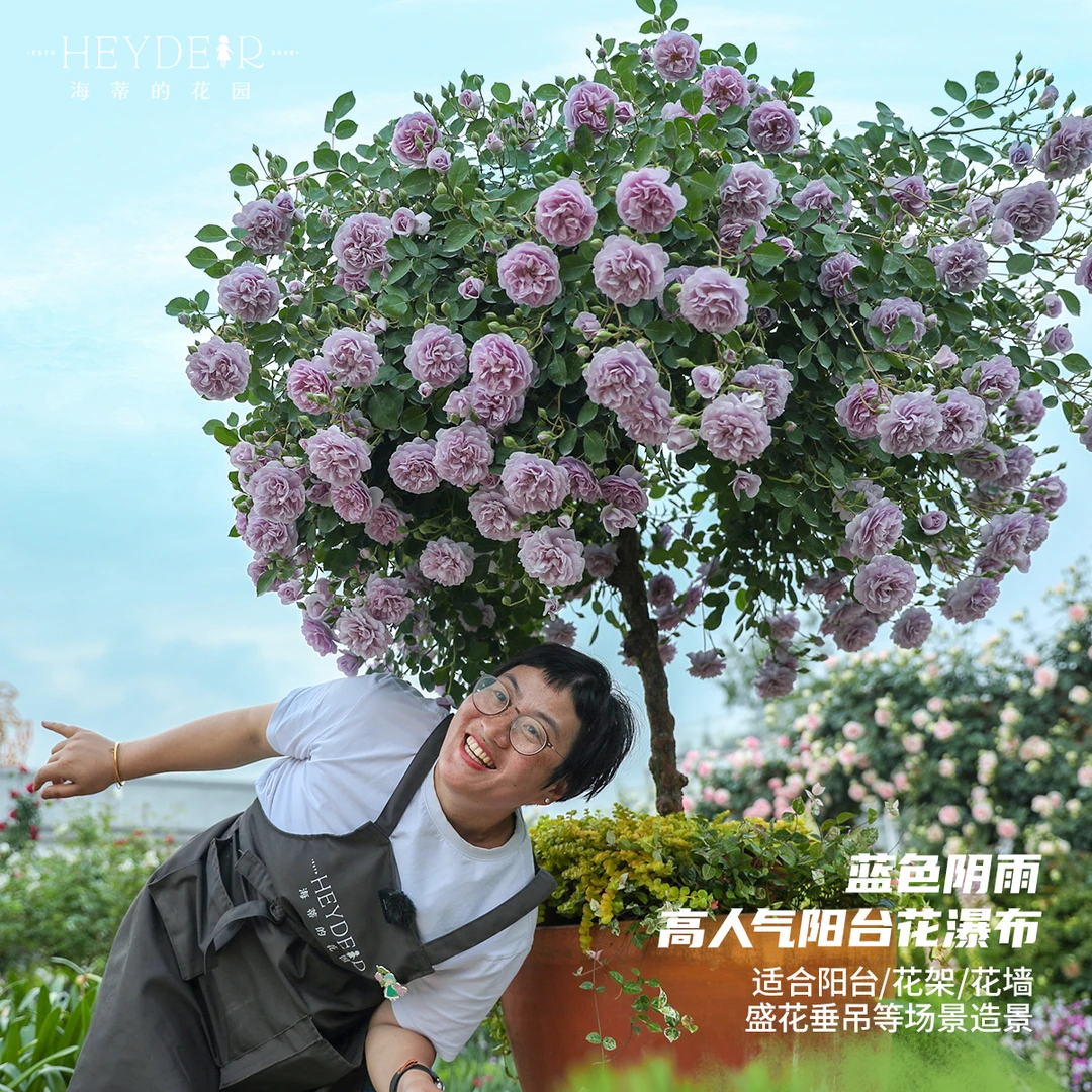 海蒂的花园海妈推荐丰花月季21cm多品勤开庭院露台花园养护盆栽苗