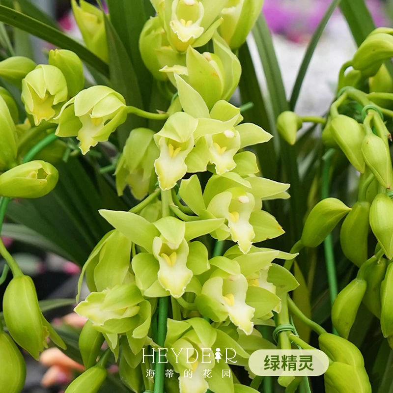海蒂的花园桌面兰花多年生草本植物室内阳台造景观叶花卉盆栽苗