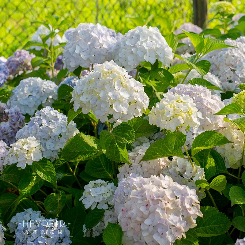 海蒂的花园大花绣球无尽夏小苗多品盆栽地载庭院花园耐阴花卉植物