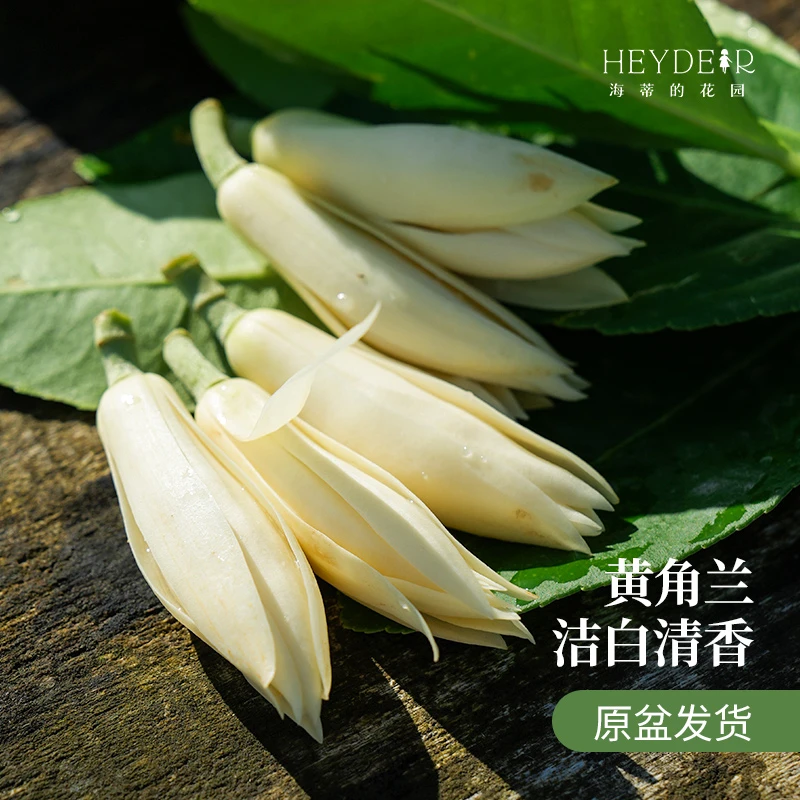 海蒂的花园黄角兰白兰庭院清香雅致观赏花卉四季常绿植物盆栽苗