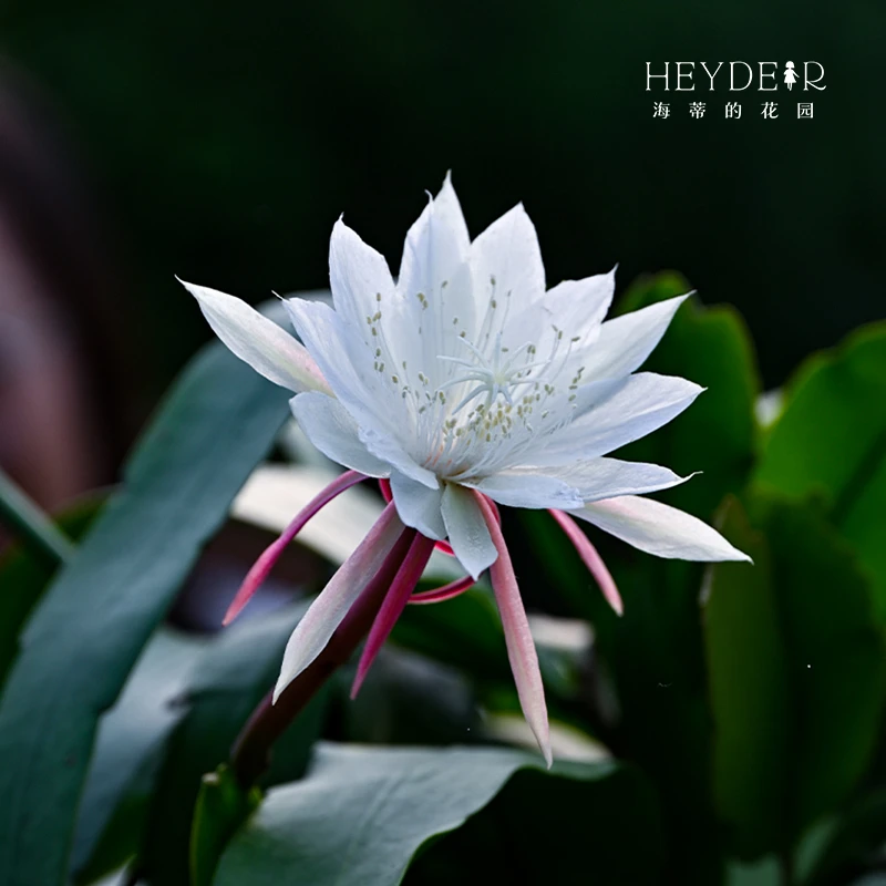 海蒂的花园小叶昙花圆叶好养阳台庭院花卉耐阴植物室内绿植盆栽苗