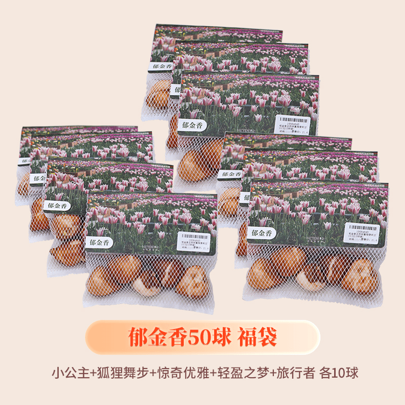 郁金香种球50球装