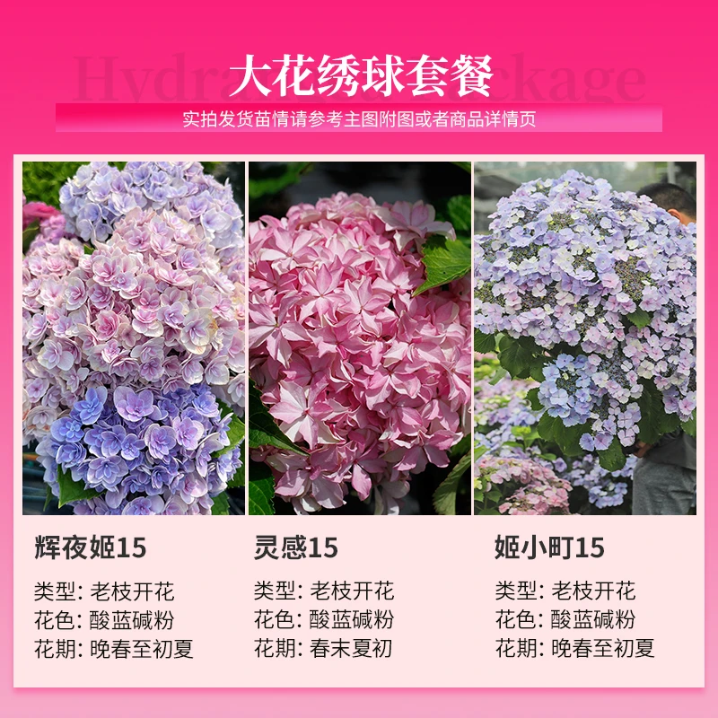 海蒂的花园大花绣球盆栽苗辉夜姬+灵感+姬小町花期长粉色花卉植物