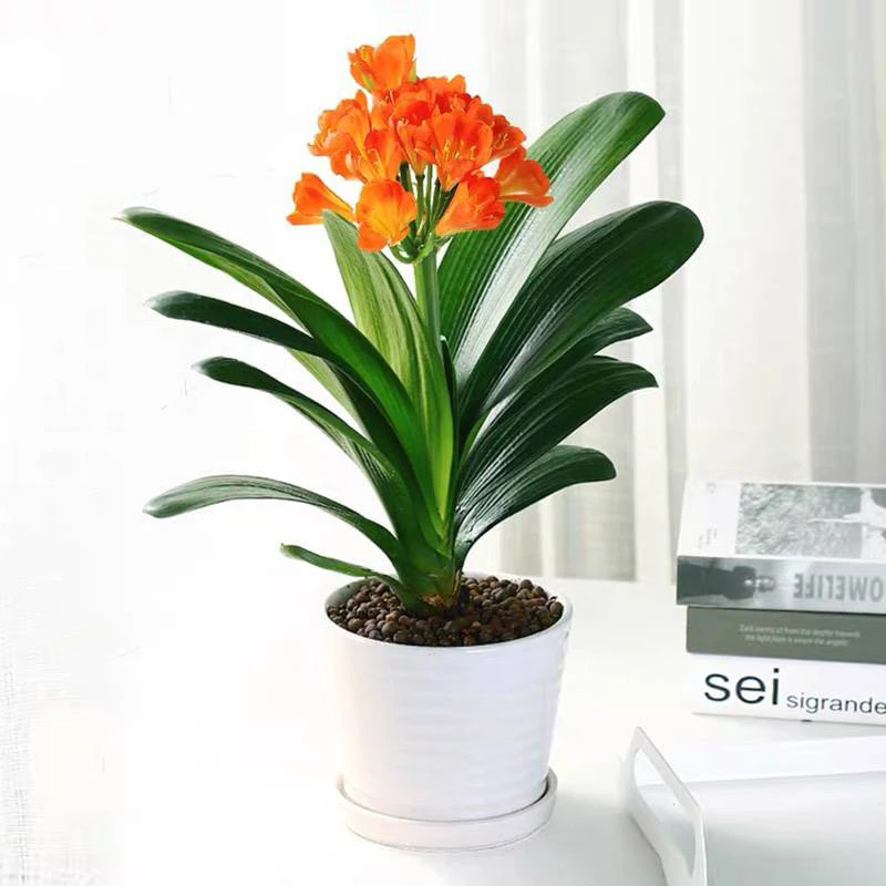 海蒂的花园君子兰多年生草本植物室内阳台庭院观赏观叶花卉盆栽苗
