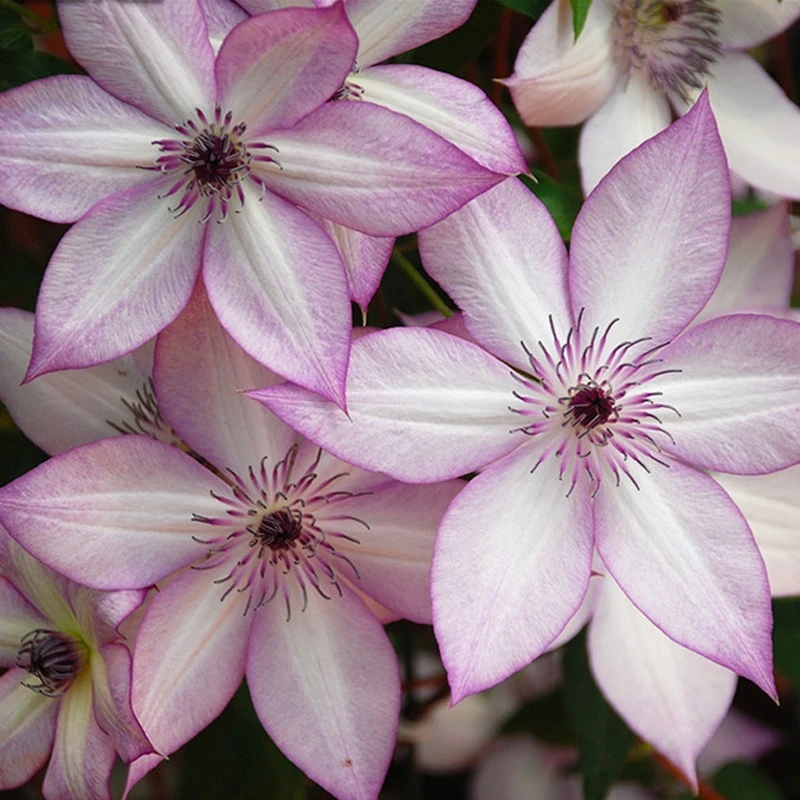 海蒂的花园铁线莲常绿如古小鸭爬藤攀援花墙重瓣观赏型花卉盆栽苗