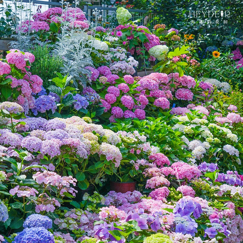 海蒂的花园大花绣球大苗多品庭院可地栽盆栽海妈植物花卉苗