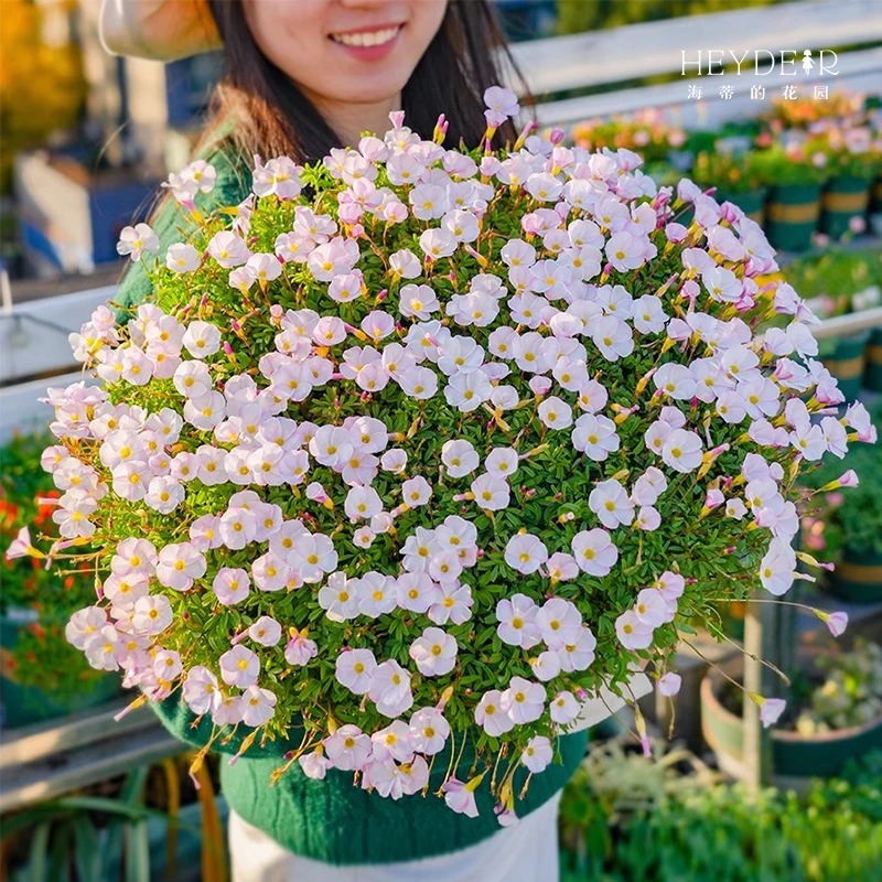 海蒂的花园酢浆草种球桃之辉种球开花多年生草本花卉易爆盆植物