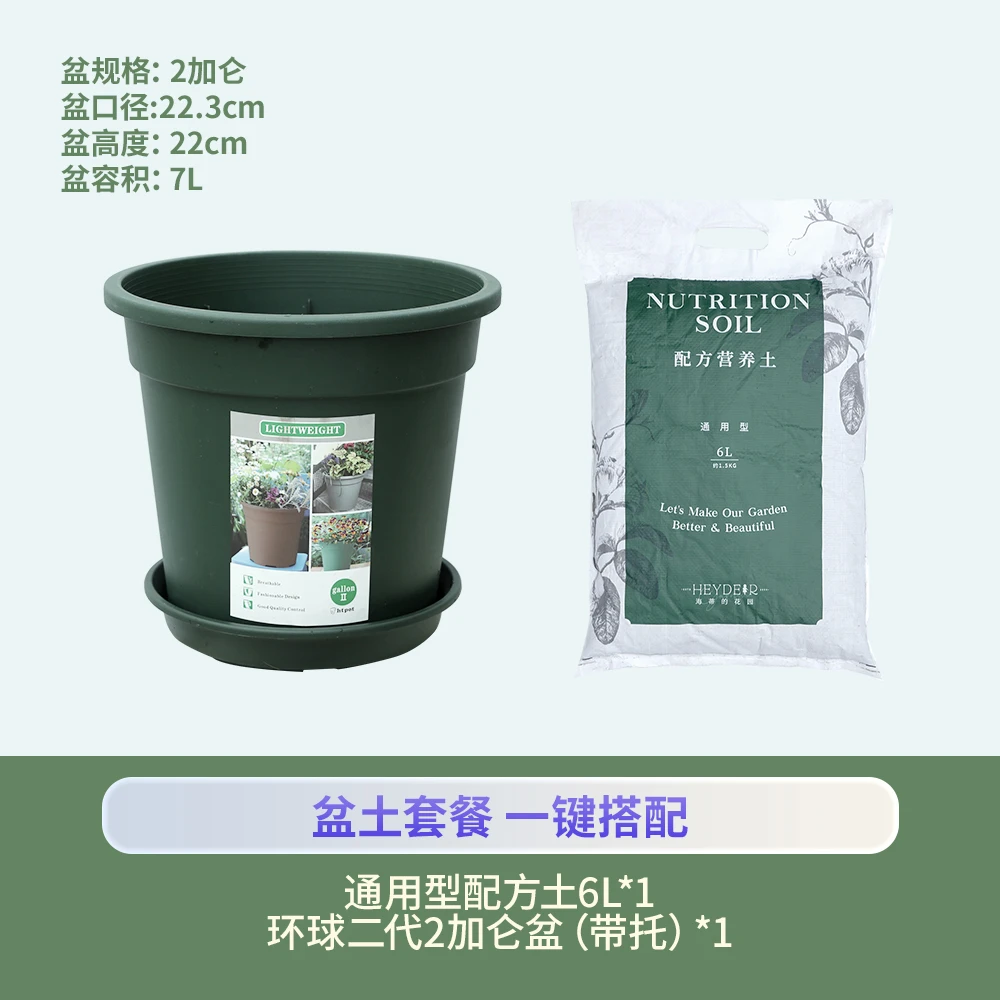 海蒂的花园月季绣球【换盆套餐】营养土+环球加仑盆种植花卉绿植