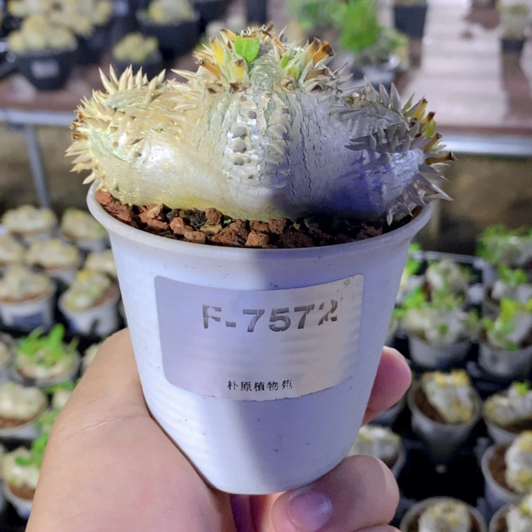 惠比须笑F. -7572