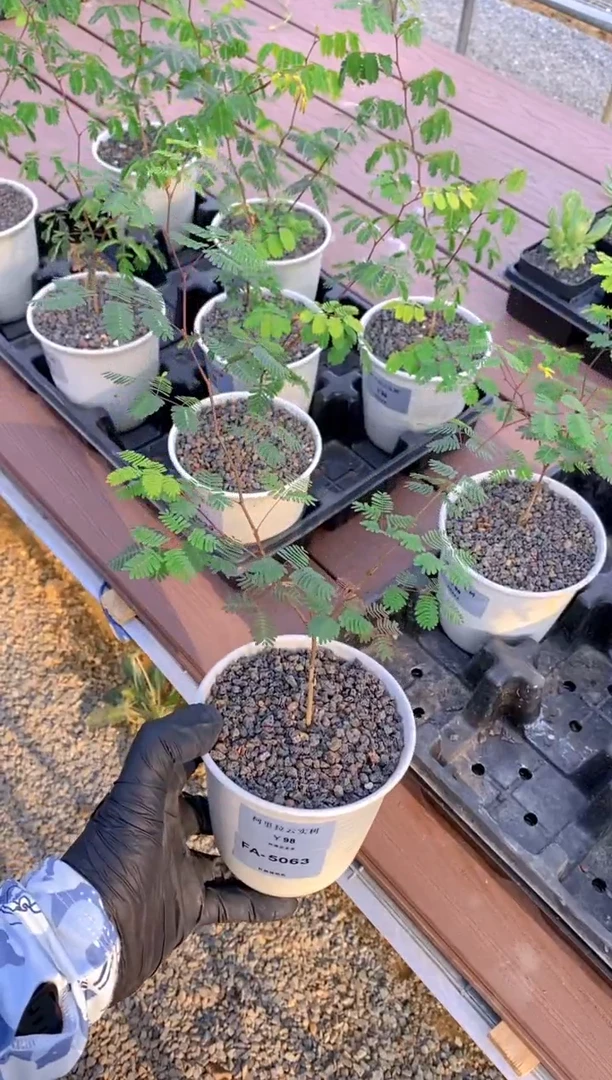 【闪购商品】柯里拉云实树FA-5063