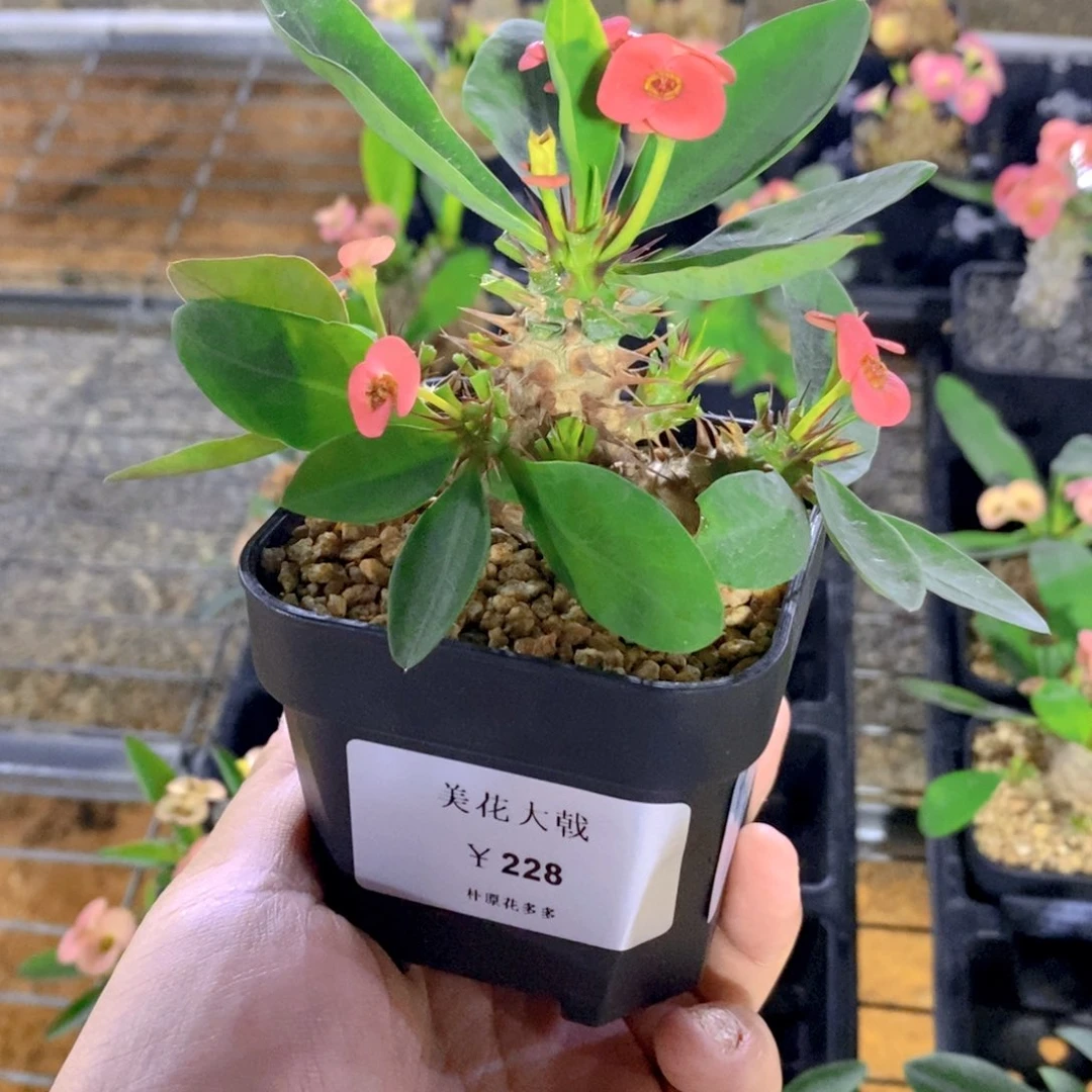 心*美花大戟Fa-3668