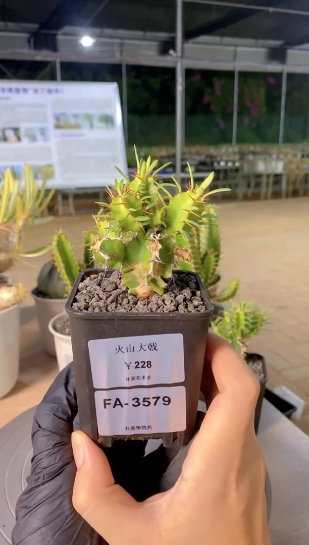 【闪购商品】火山大戟FA-3579