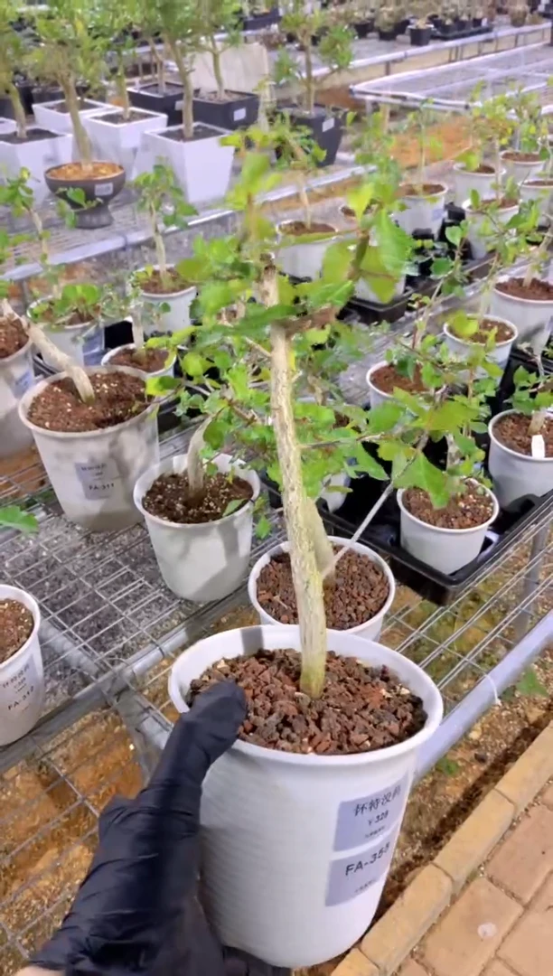 【闪购商品】怀特没药FA-355