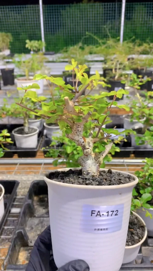 【闪购商品】红陶20CM（含）-50CM（不含）奥比克没药FA-172