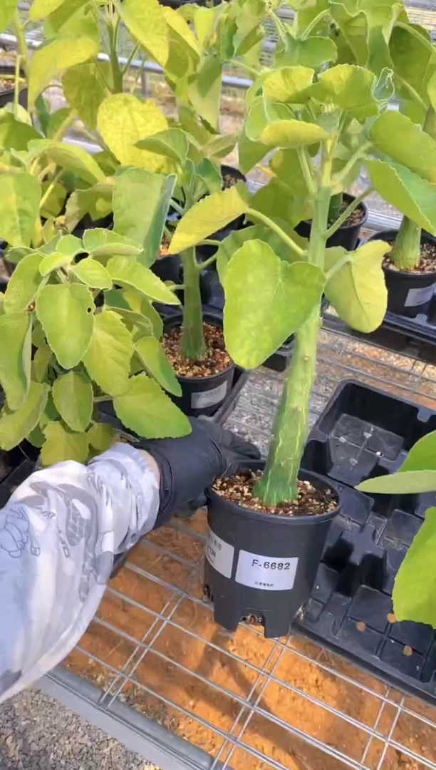 【闪购商品】圣果西番莲F-6682