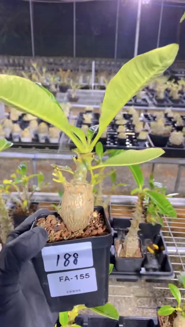 【闪购商品】温莎瓶干FA-155