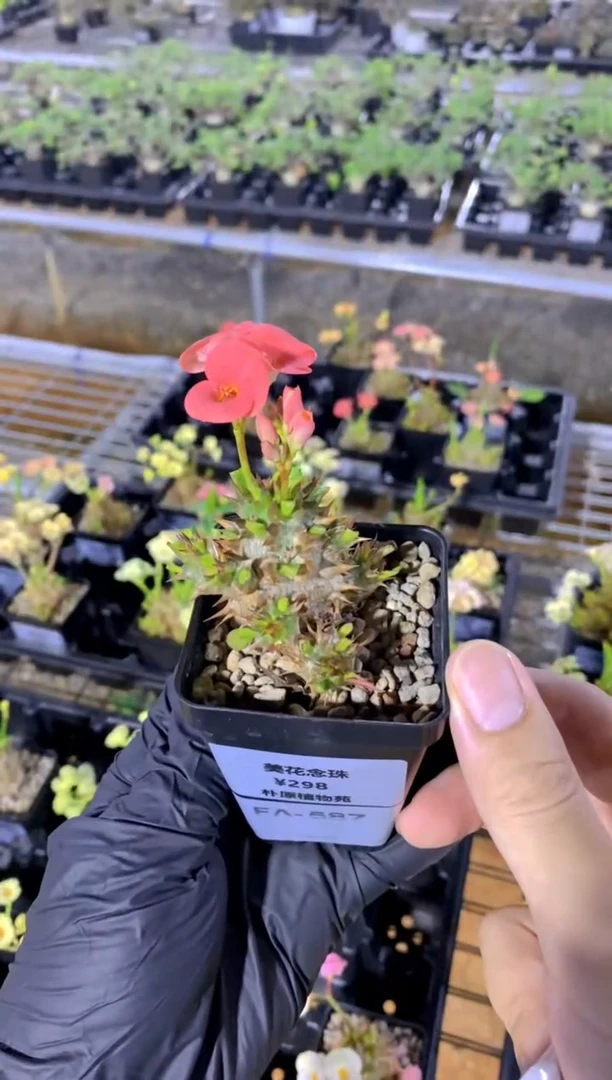 【闪购商品】美花念珠FA-587