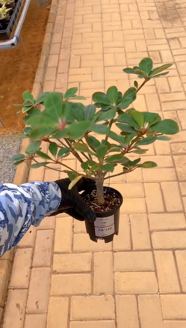 【闪购商品】红烛大戟FA-122