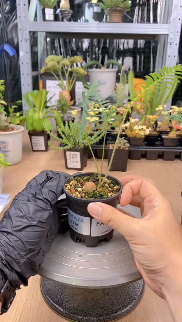 【闪购商品】王鱼骨双子铁FA-501