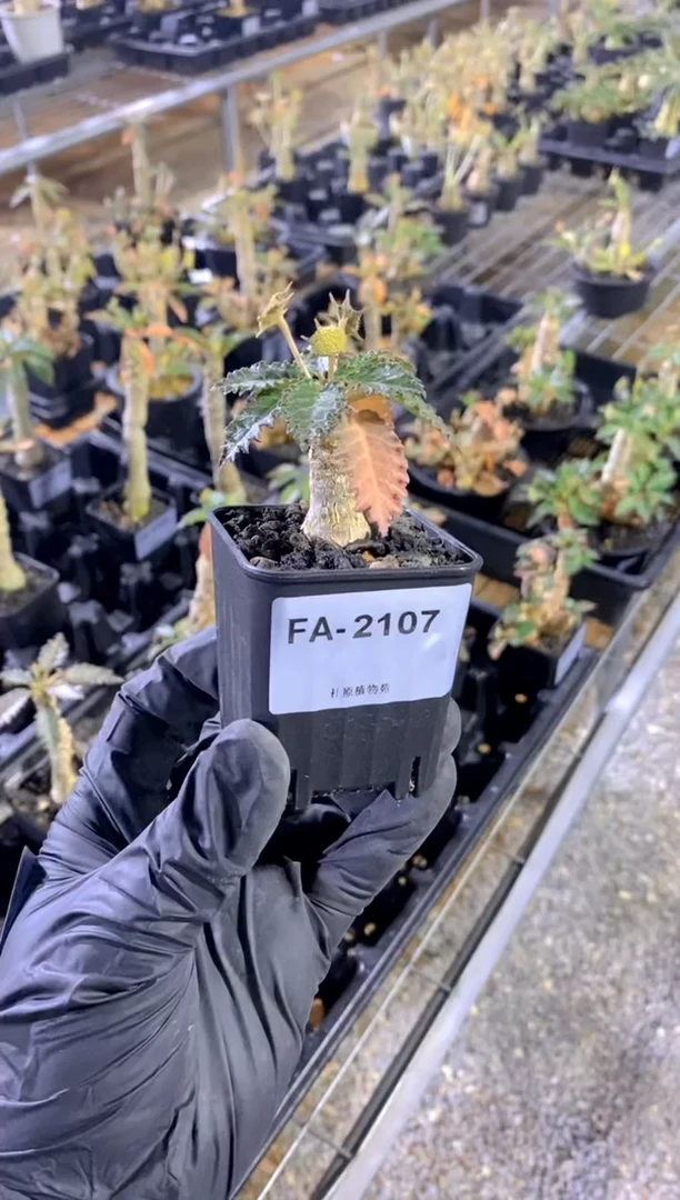 【闪购商品】霍伍德琉桑FA-2107