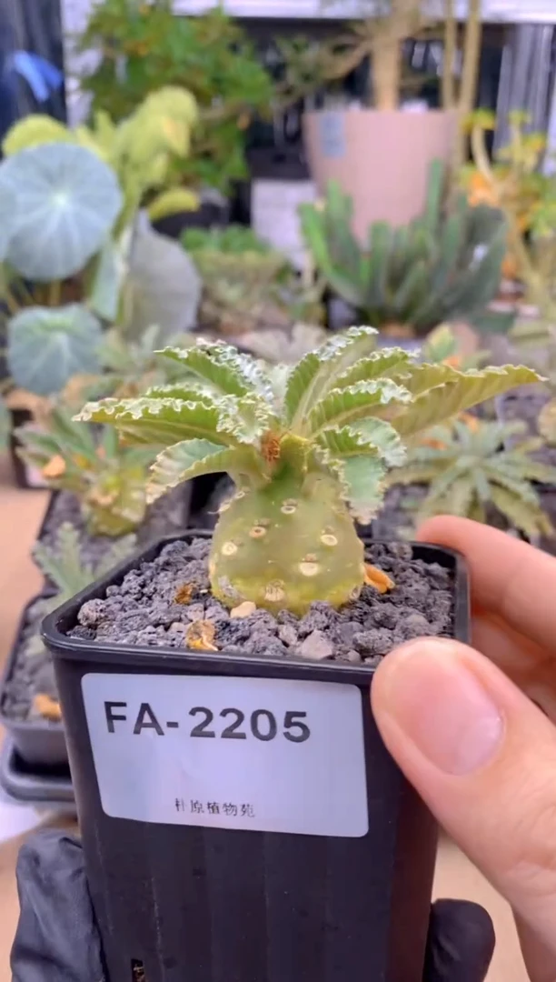 【闪购商品】椰子琉桑FA-2205