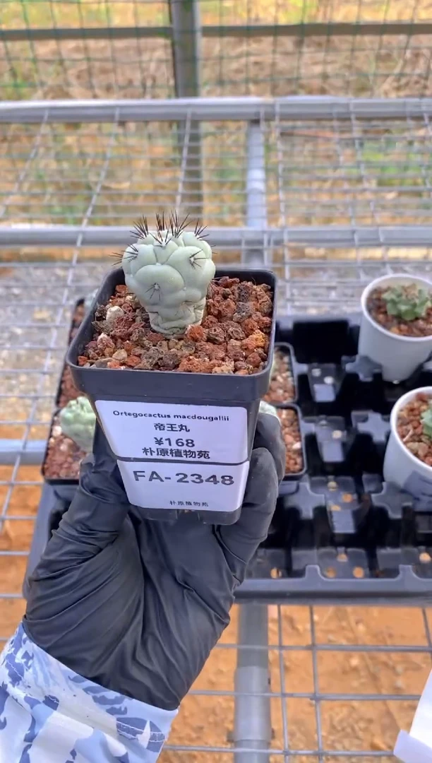 【闪购商品】帝王丸FA-2348