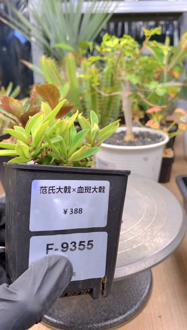 【闪购商品】范式杂血斑大戟F-9355