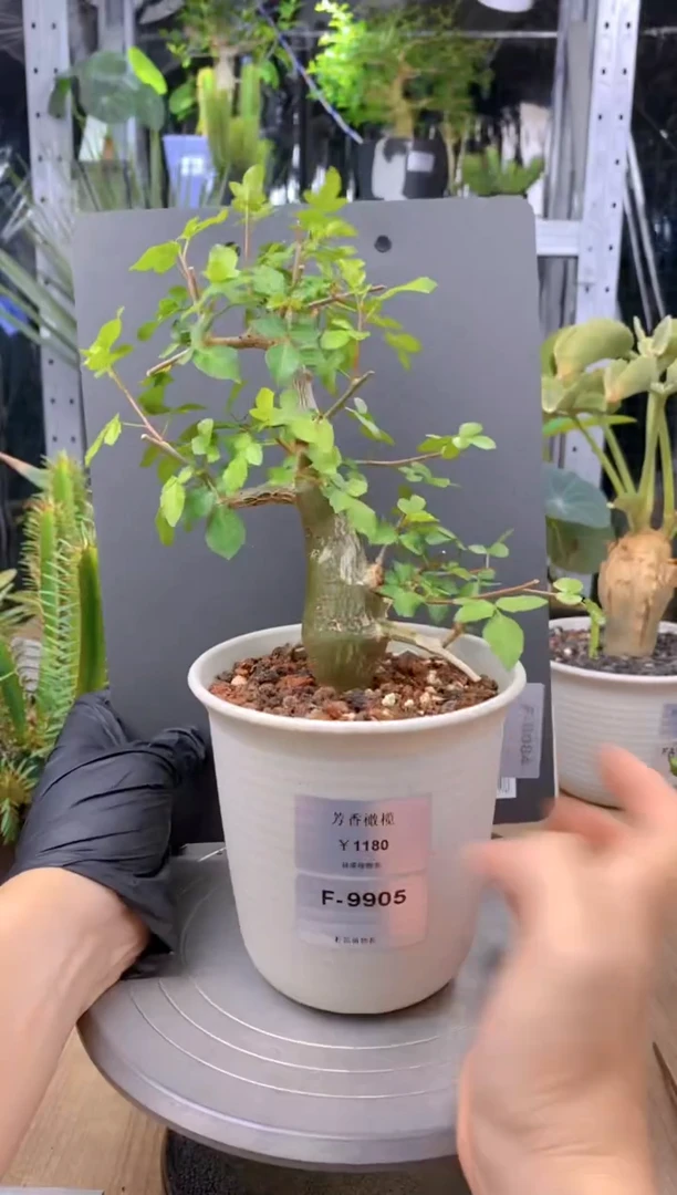 【闪购商品】芳香橄榄F-9905