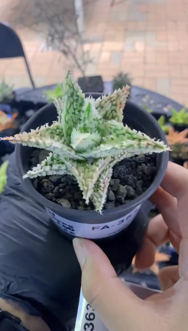 【闪购商品】彩叶麒麟wl231FA-3533