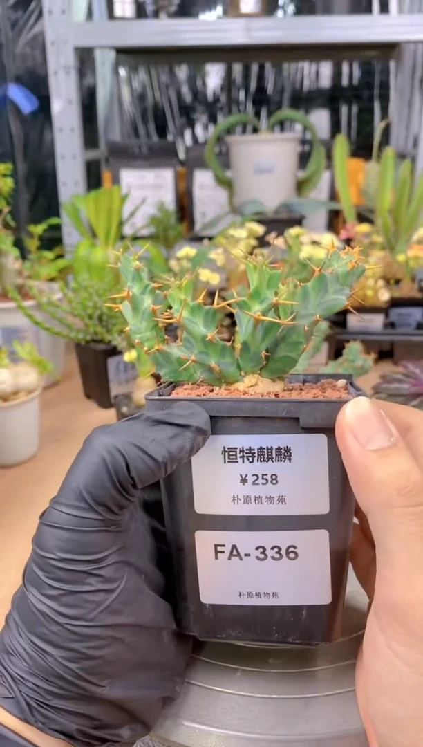 【闪购商品】恒特麒麟FA-336