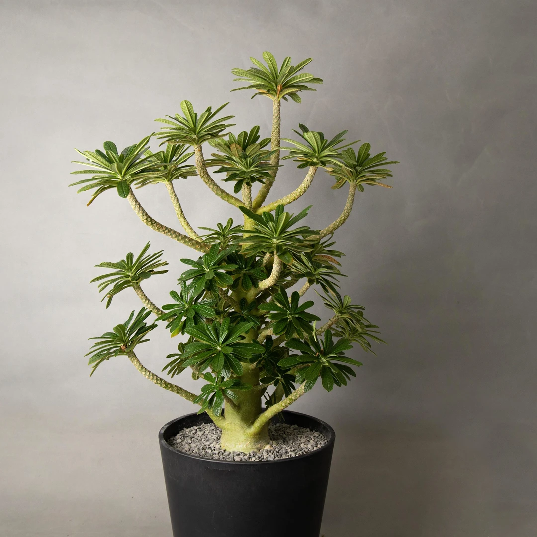 朴原植物苑专用 巨琉桑 Dorstenia gigas