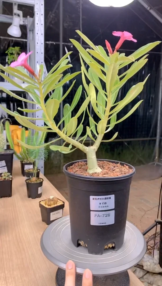 【闪购商品】史瓦济兰FA-728