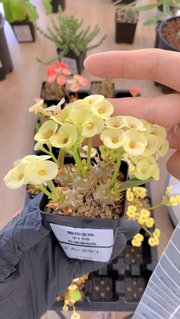 【闪购商品】美花念珠FA-591
