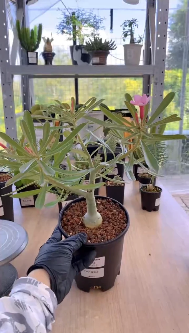 【闪购商品】史瓦济兰FA-653