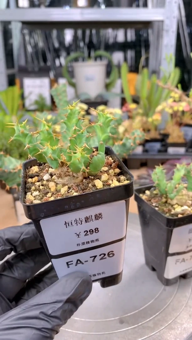 【闪购商品】恒特麒麟FA-726