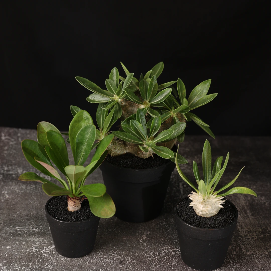 朴原植物苑专用 植物新手套装