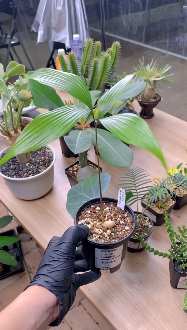 【闪购商品】帝王泽米铁FA-50