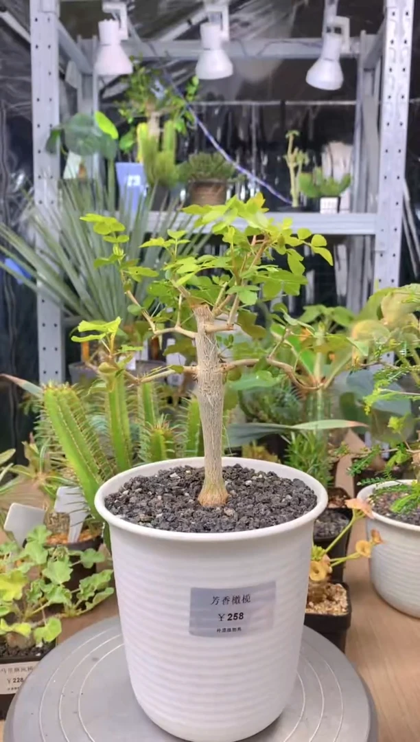 【闪购商品】芳香橄榄FA-222