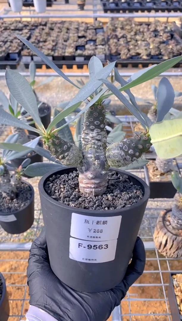 【闪购商品】红陶20CM（含）-50CM（不含）瓶干麒麟F-9563