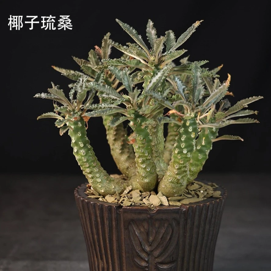 朴原植物苑专用 椰子琉桑 Dorstenia lavrani
