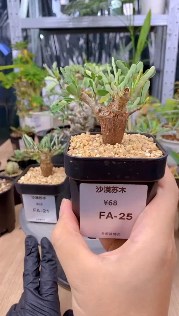 【闪购商品】沙漠苏木FA-25