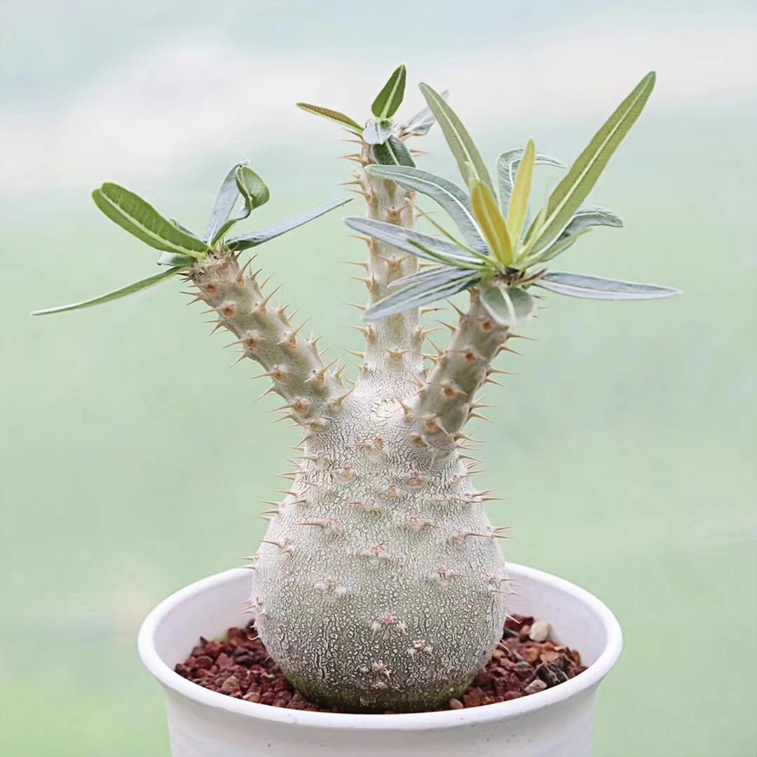 【图克专属】朴原实生象牙宫(大) P.rosulatum var. gracilius