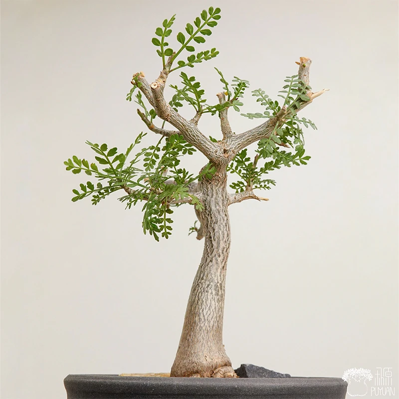 朴原珍奇块根 羽叶裂榄 Bursera microphylla 珍奇芳香观叶盆景