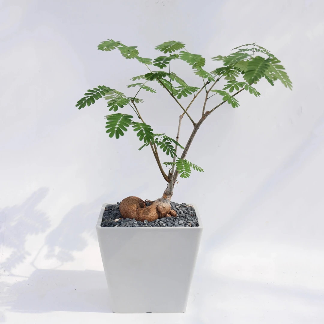 朴原植物苑专用 象足榼藤 Entada leptostachya