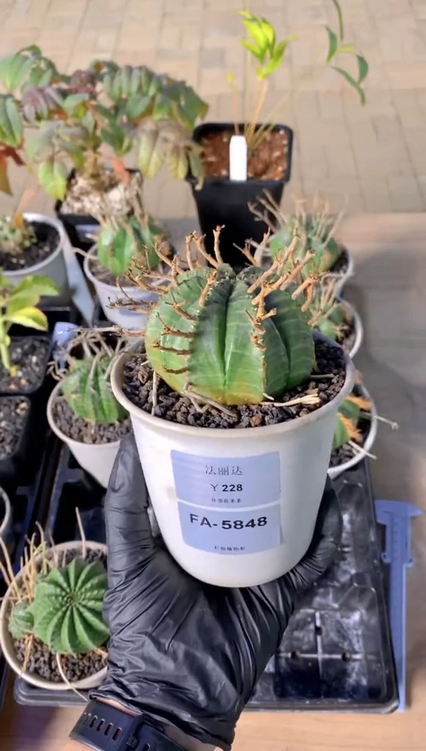 【闪购商品】法丽达FA-5848