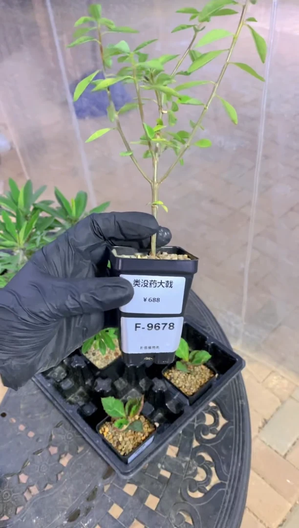 【闪购商品】类没药大戟F-9678