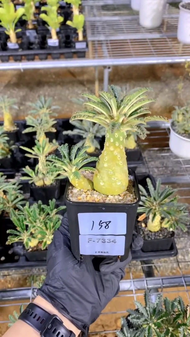 【闪购商品】椰子琉桑F-7334